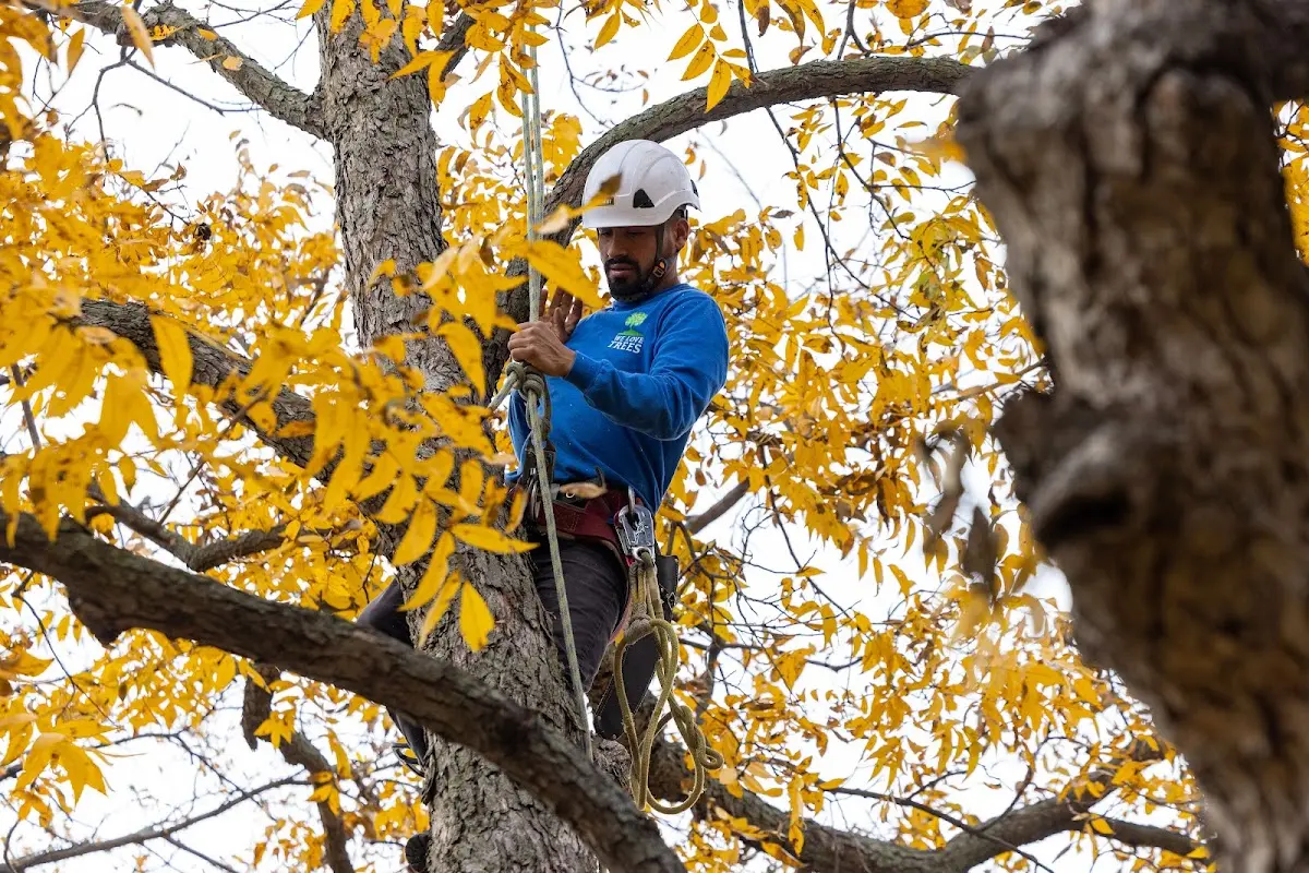 Skilled Storm Damage Cleanup crew working in Tiro